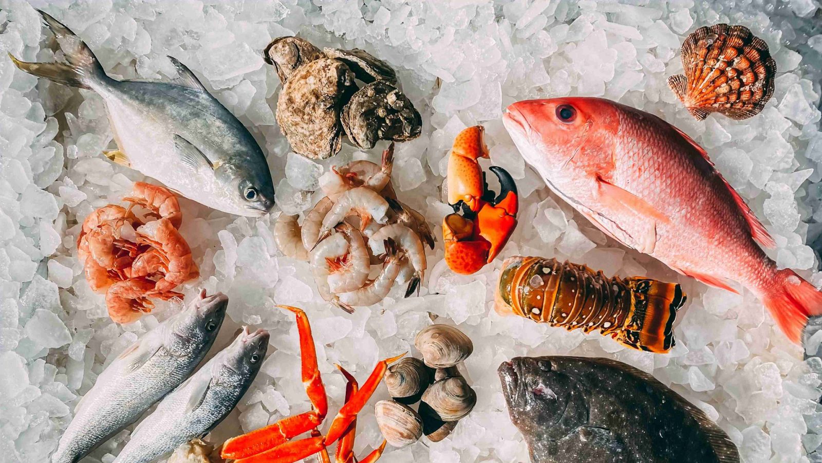 冰鎮上的當季魚貝蝦蟹